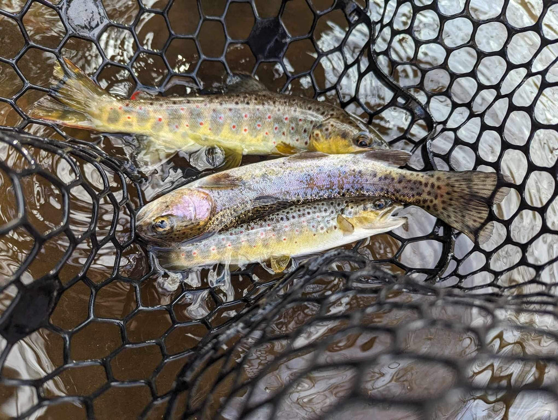 Guided Flyfishing trips