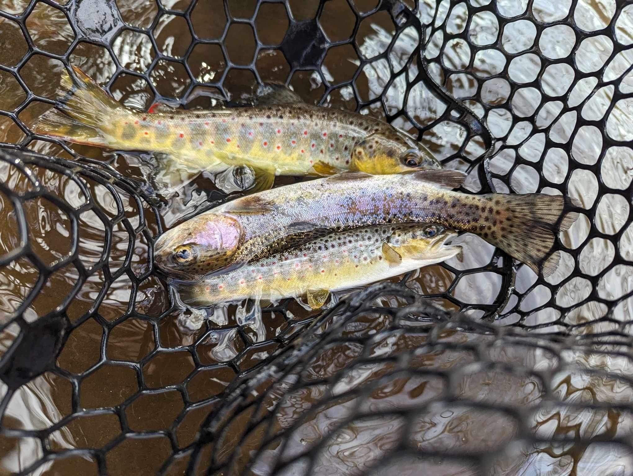 Guided Flyfishing trips